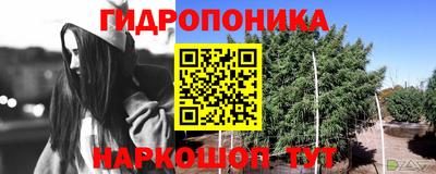 стаф Гай